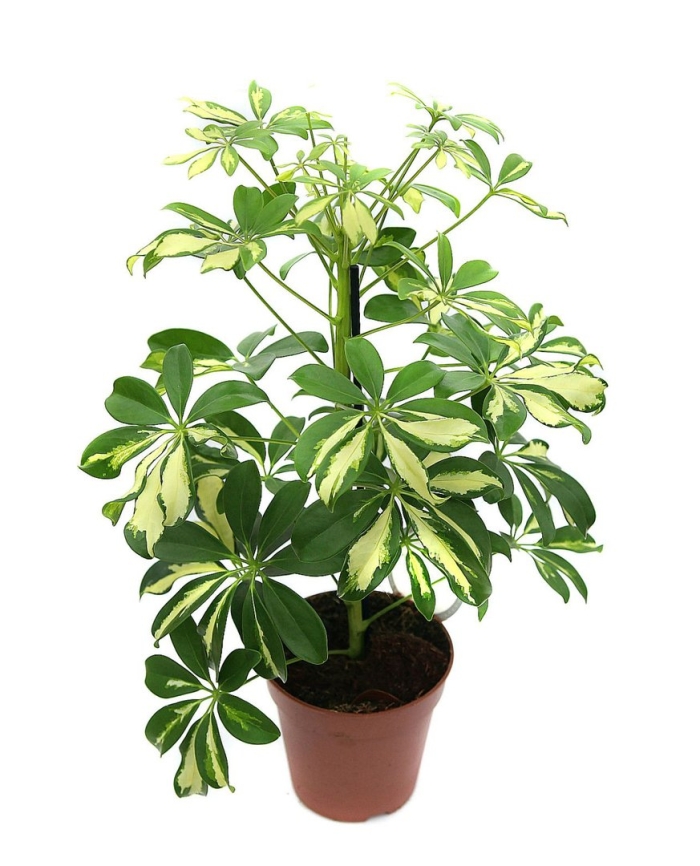 Шеффлера древовидная герда