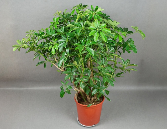 Шеффлера джемини