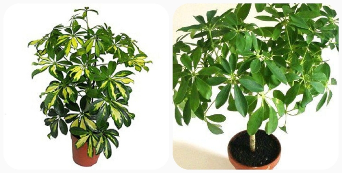 Шеффлера герда цветок