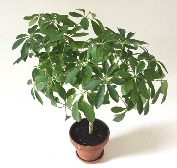 Schefflera arboricola цветок