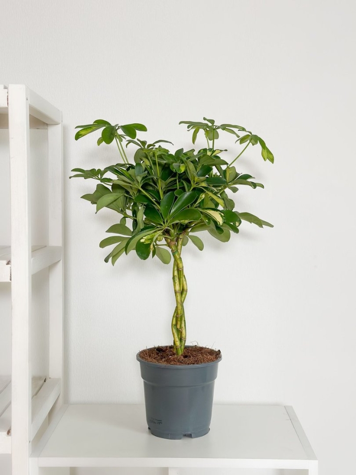 Шеффлера микс