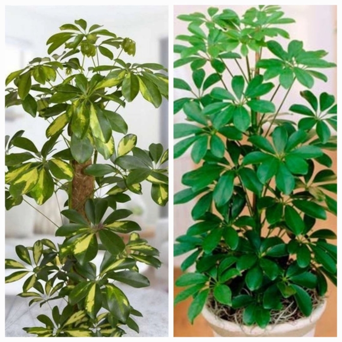 Растение шеффлера