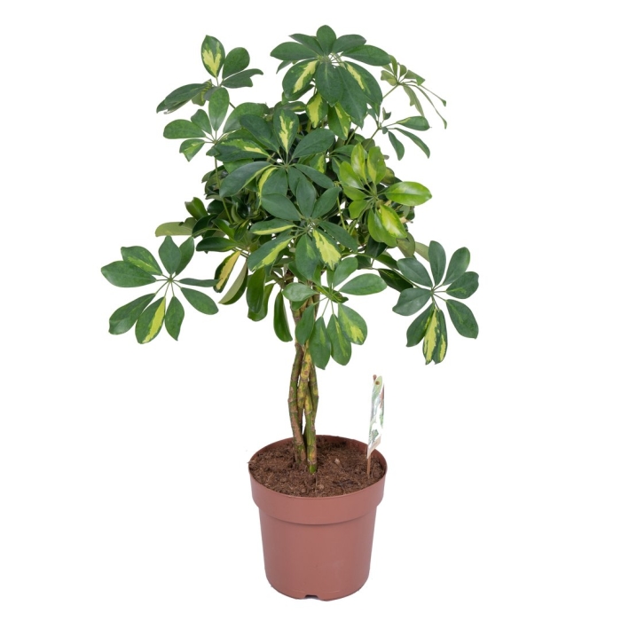 Шеффлера gold capella