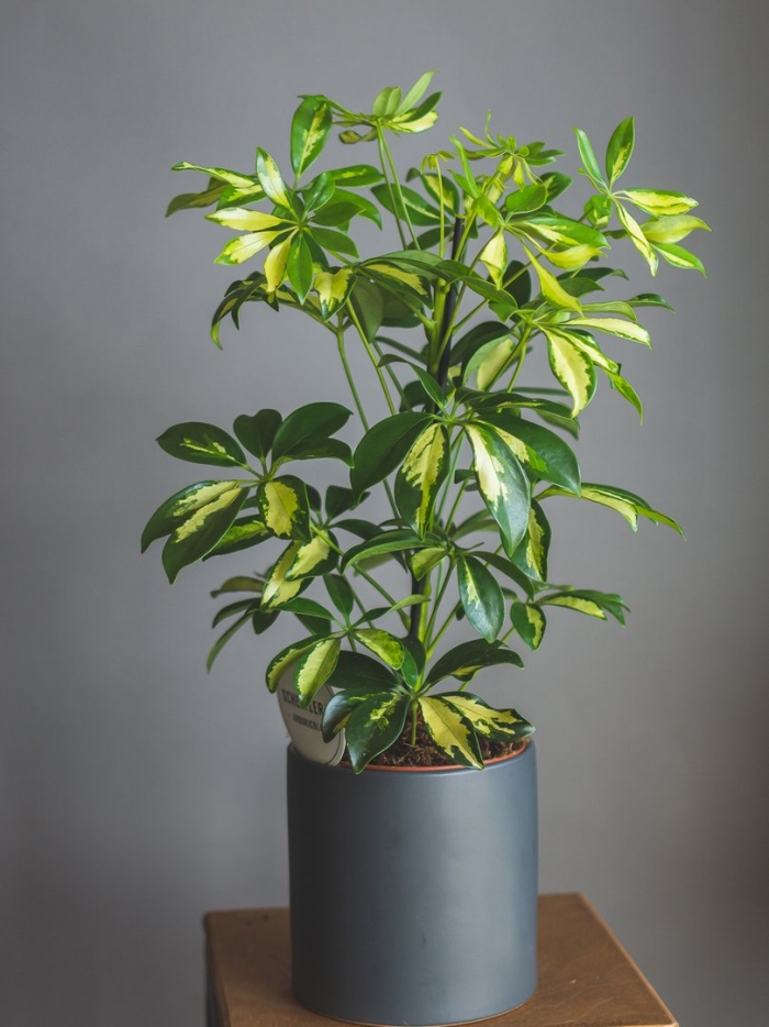 Шеффлера древовидная