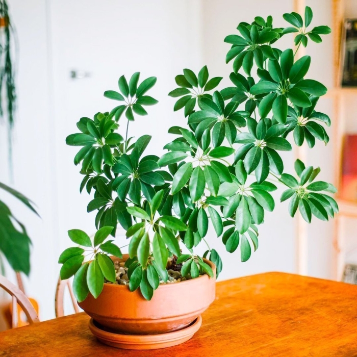 Шеффлера цветок комнатный