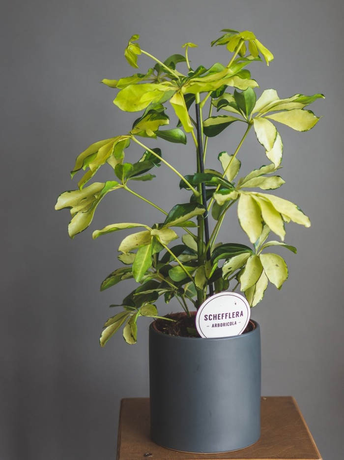 Шеффлера мелани