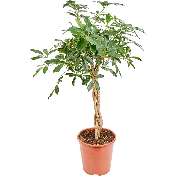 Шеффлера компакта переплетенная