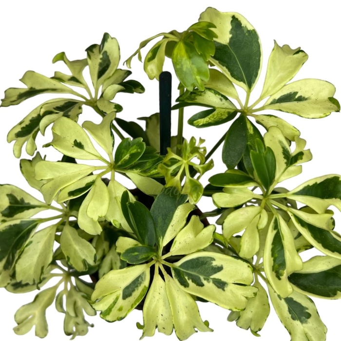 Шефлера джемини