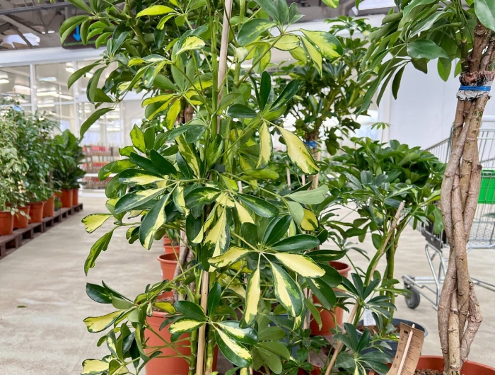 Schefflera arboricola цветок