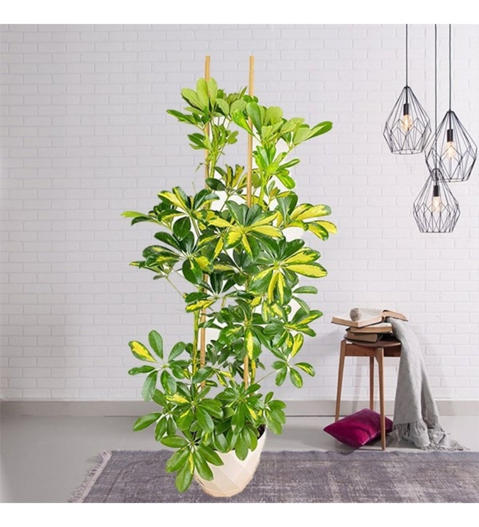 Шеффлера джанин