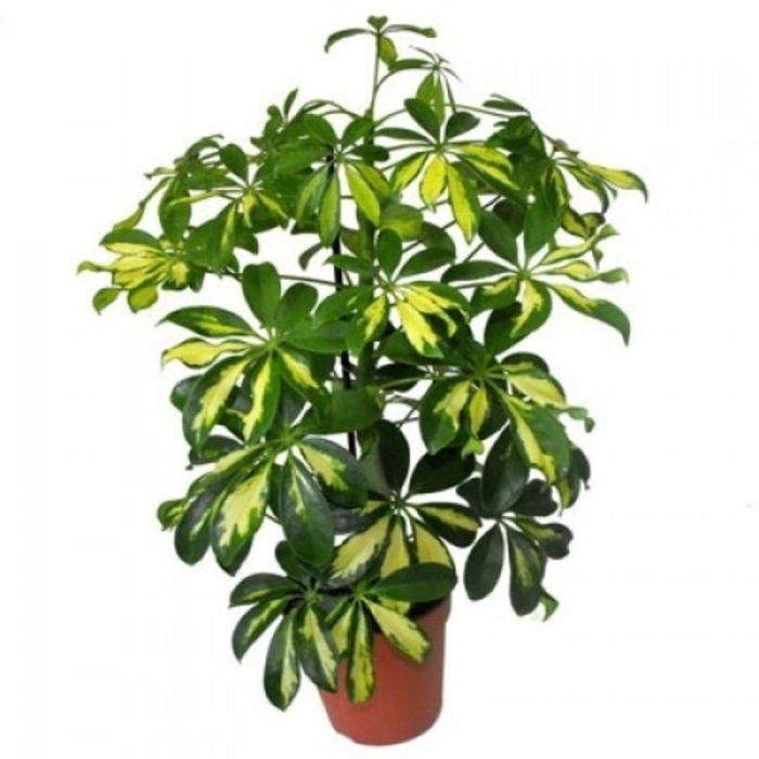 Шеффлера грин стар