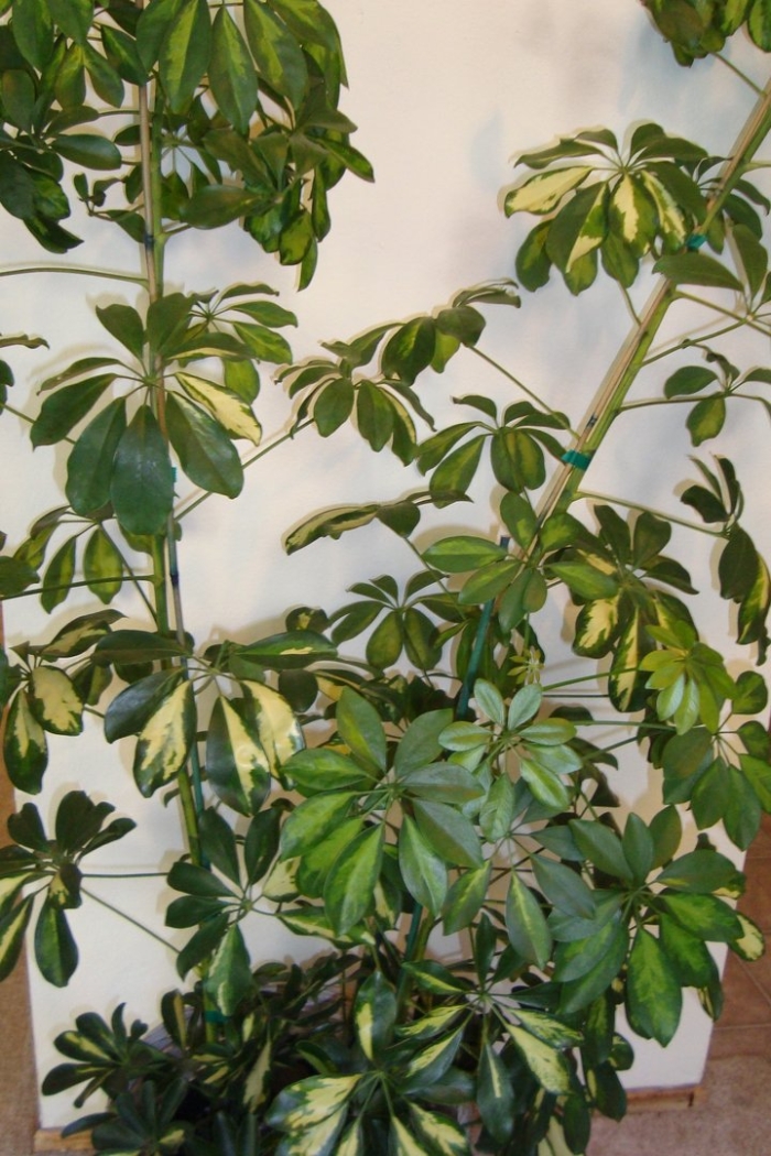 Шеффлера восьмилисточковая