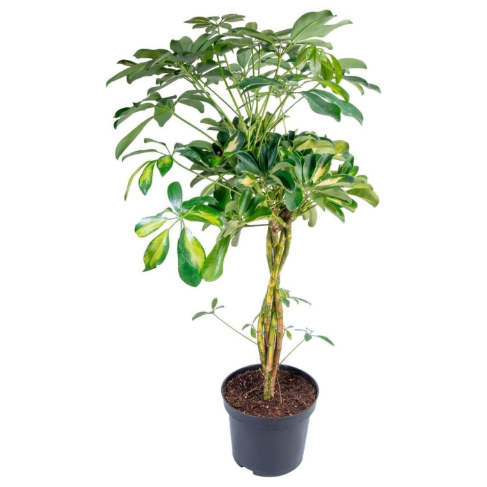 Фикус шеффлера