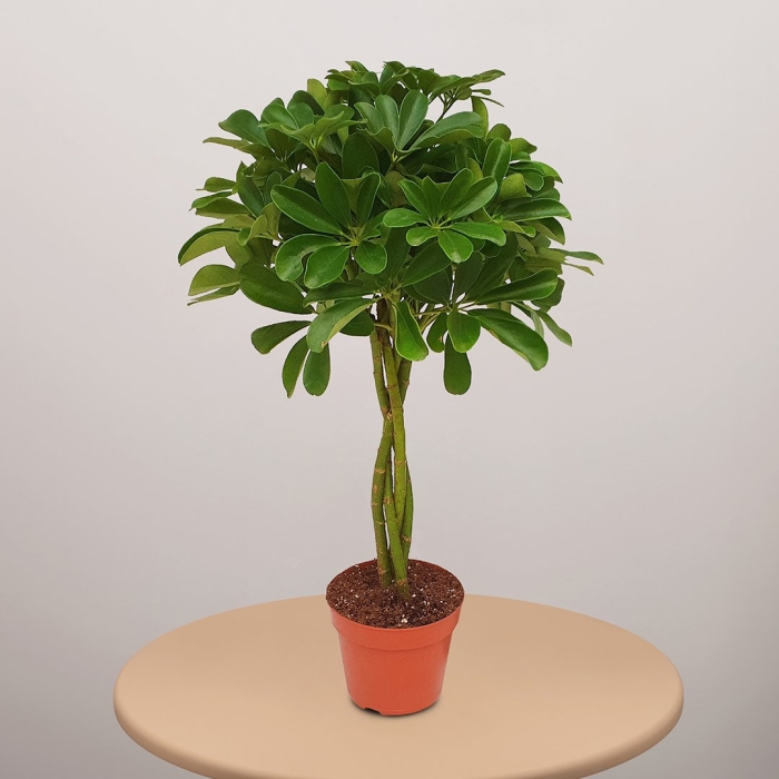 Шеффлера gold capella