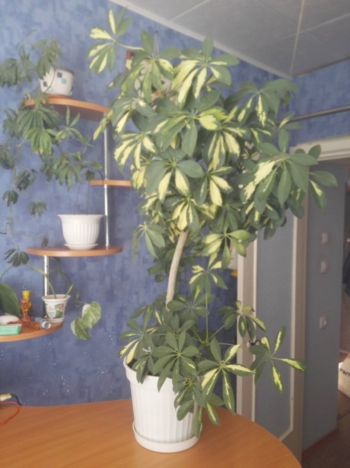 Шеффлера джемини