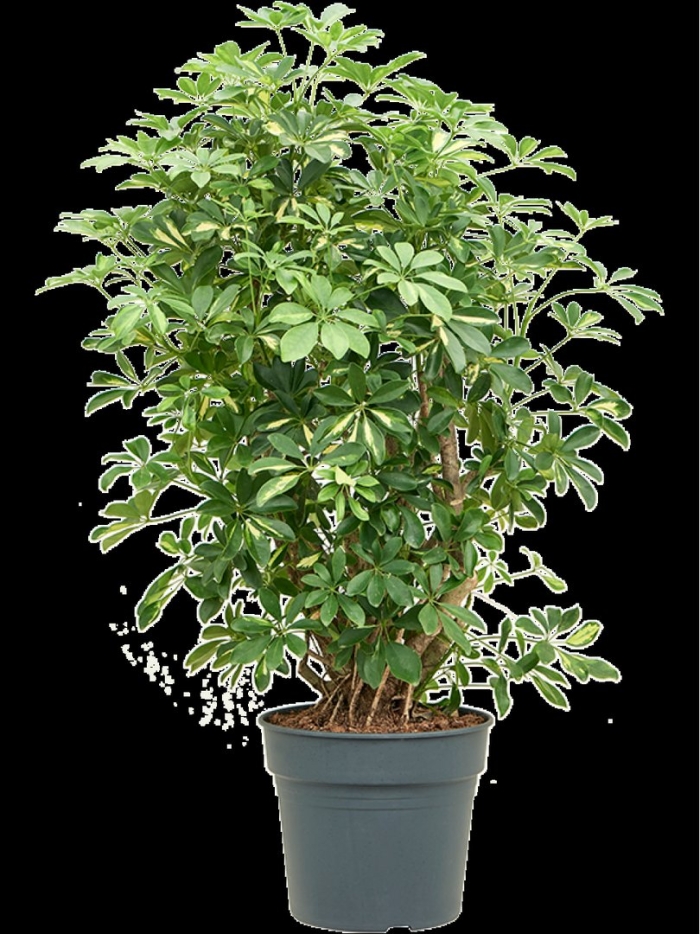 Шеффлера древовидная