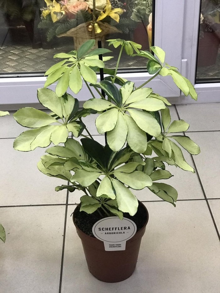 Шеффлера арборикола мелани