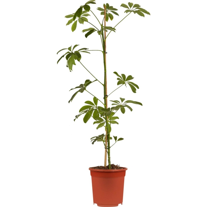 Шеффлера нора