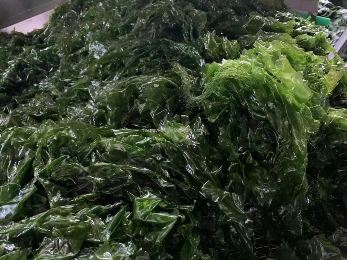 Водоросли вакаме