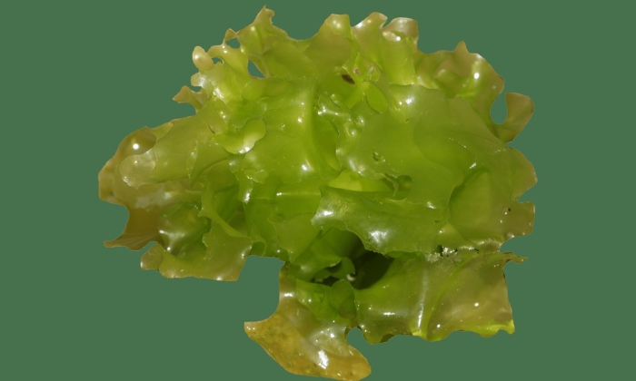 Ульва лактука