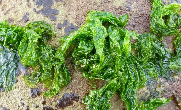 Водоросли морская капуста