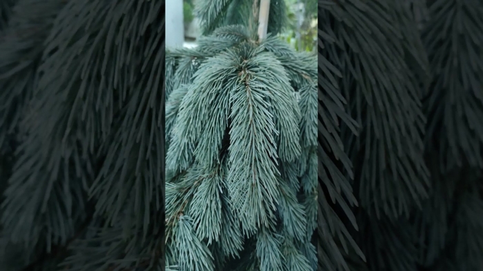 Ель энгельмана