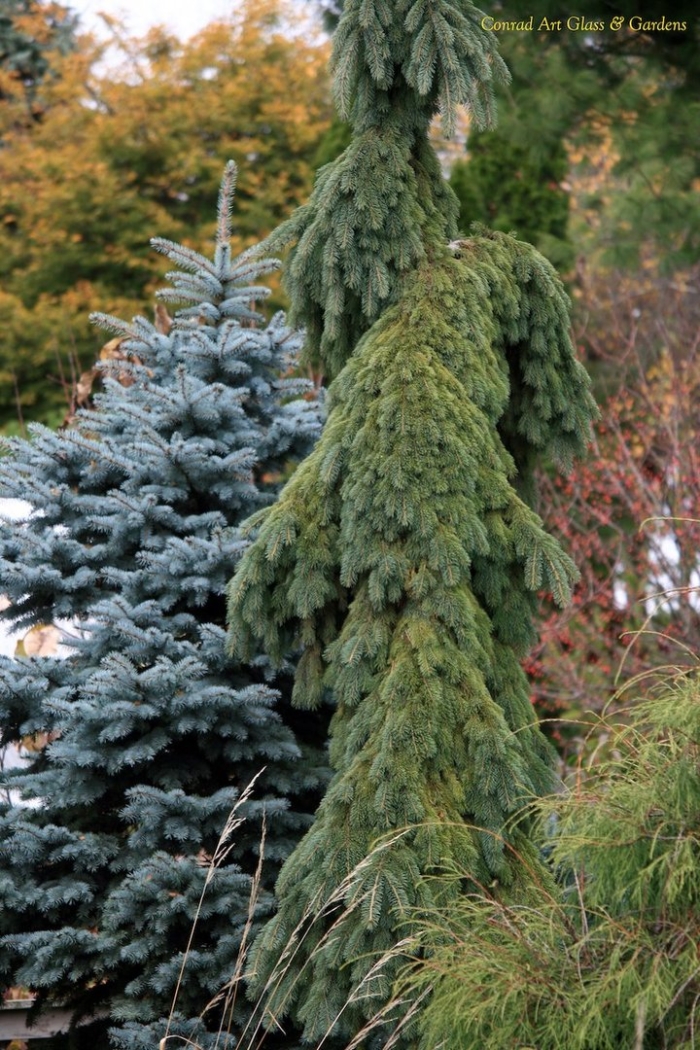 Ель глаука пендула