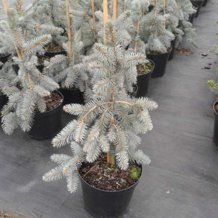 Ель колючая хупси