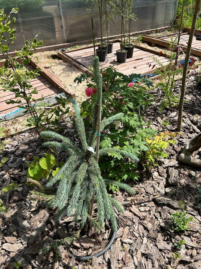 Ель энгельмана снейк