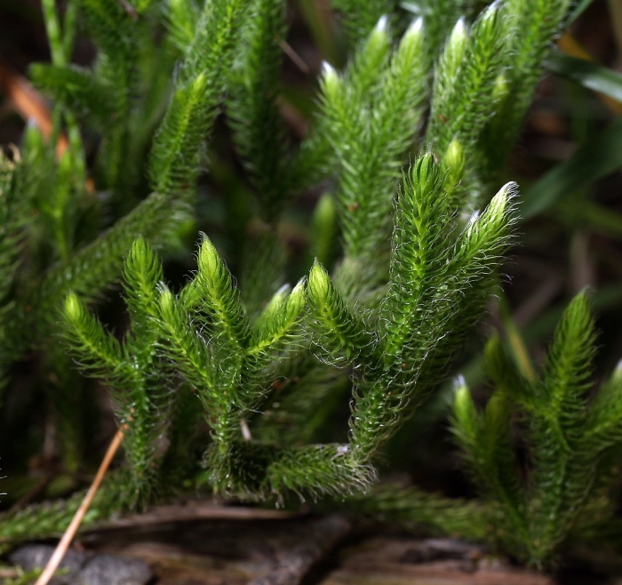 Lycopodium clavatum