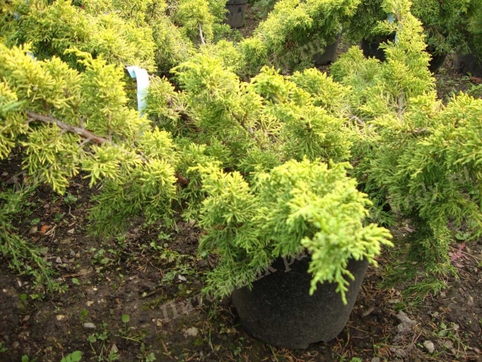 Можжевельник китайский плюмоза ауреа