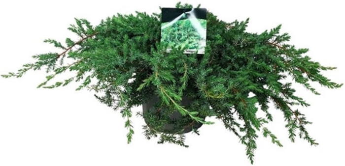 Можжевельник грин карпет