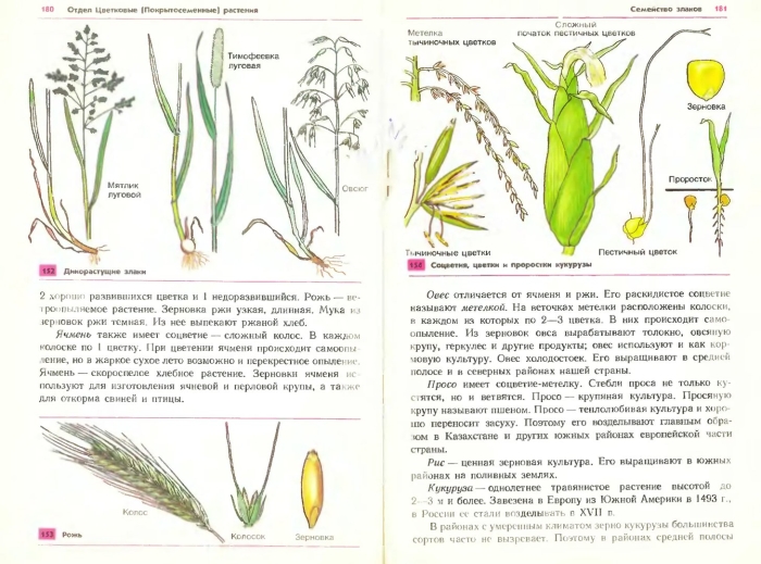 Атлас растений луга