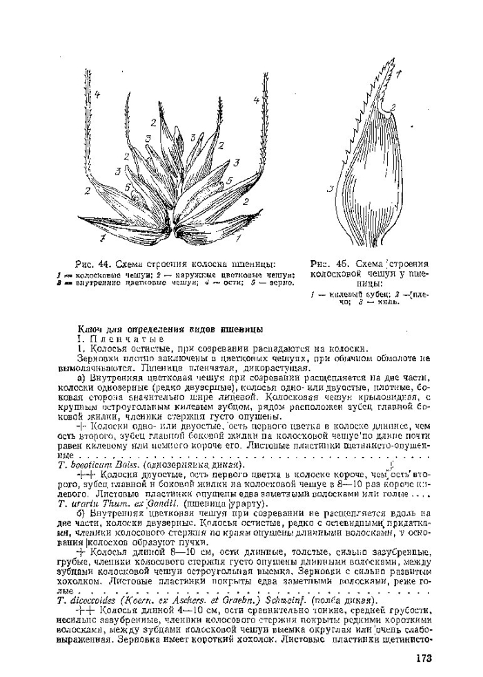 Строение колосковой чешуи пшеницы