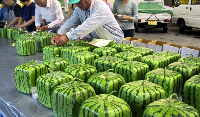 Квадратные арбузы в японии