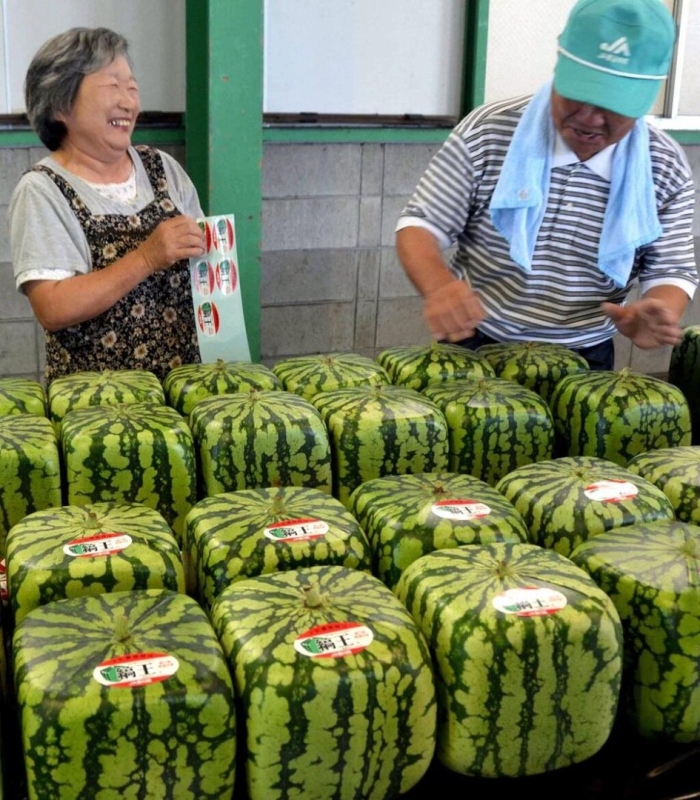 Квадратные арбузы