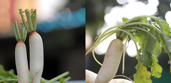 Редька дайкон