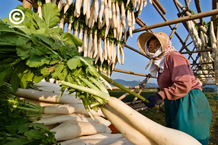 Лопух в японии выращивают