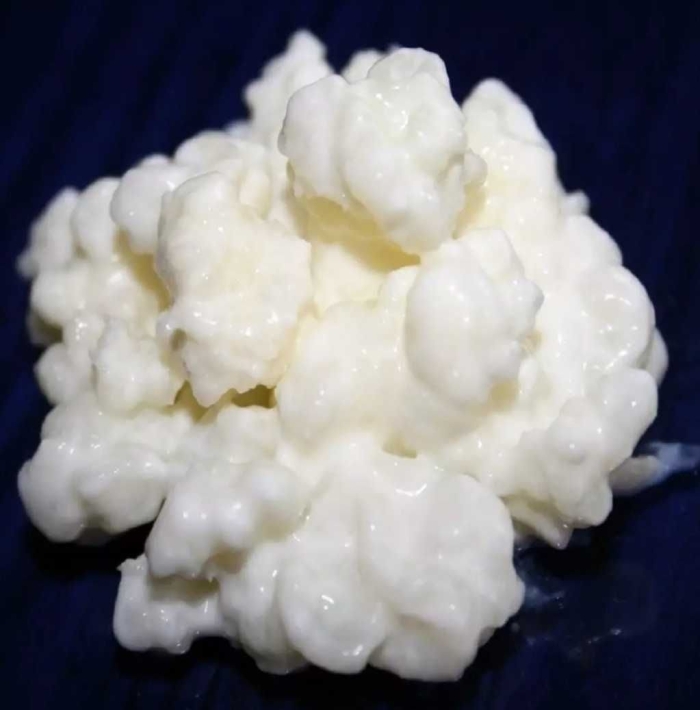 Тибетский кефирный гриб