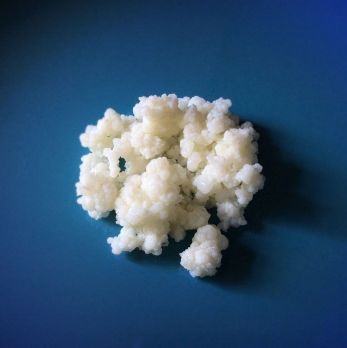 Гриб кефирный молочный