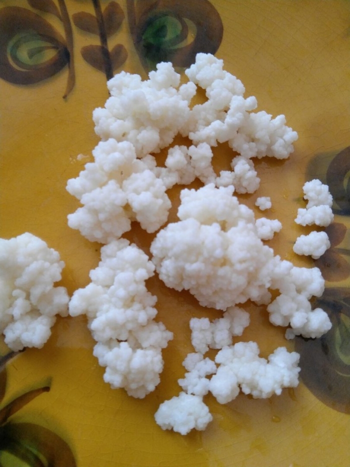 Живой кефирный тибетский гриб