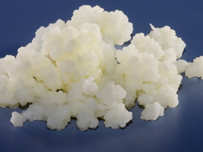 Гриб кефирный молочный