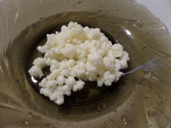 Тибетский молочный гриб