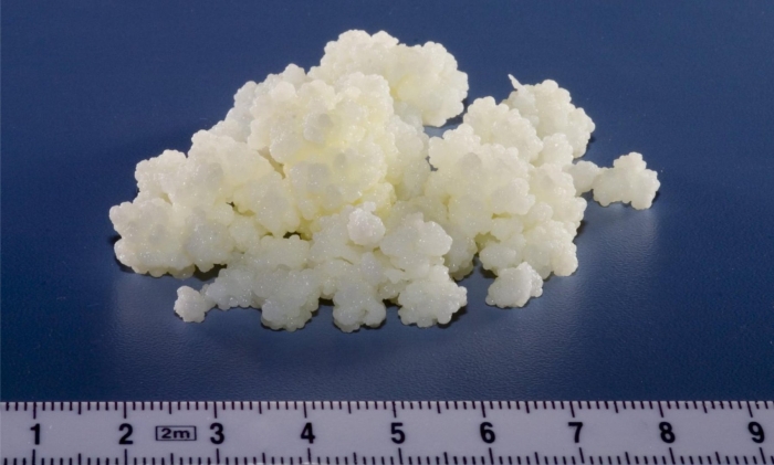 Гриб кефирный молочный