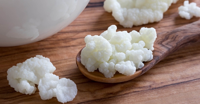 Молочный гриб