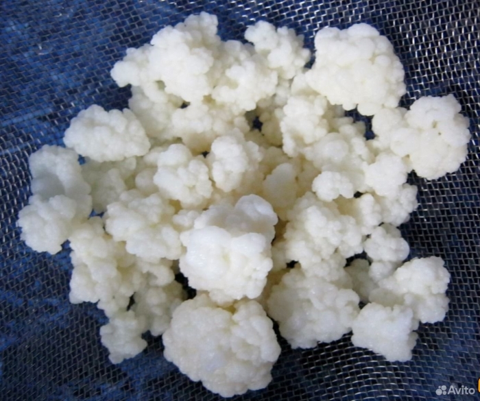 Тибетский молочный гриб арсенин