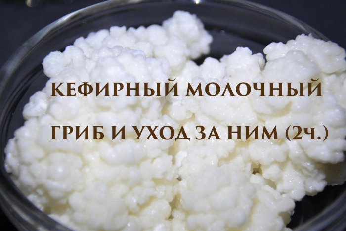 Тибетский молочный гриб кефирный показания