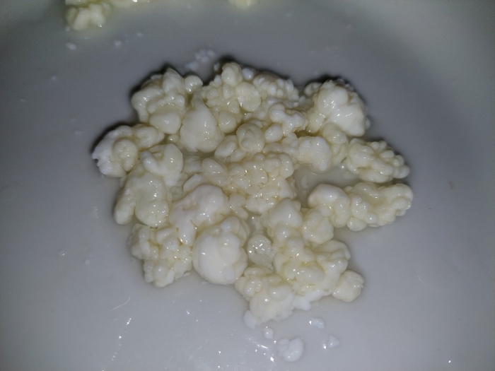 Гриб кефирный молочный