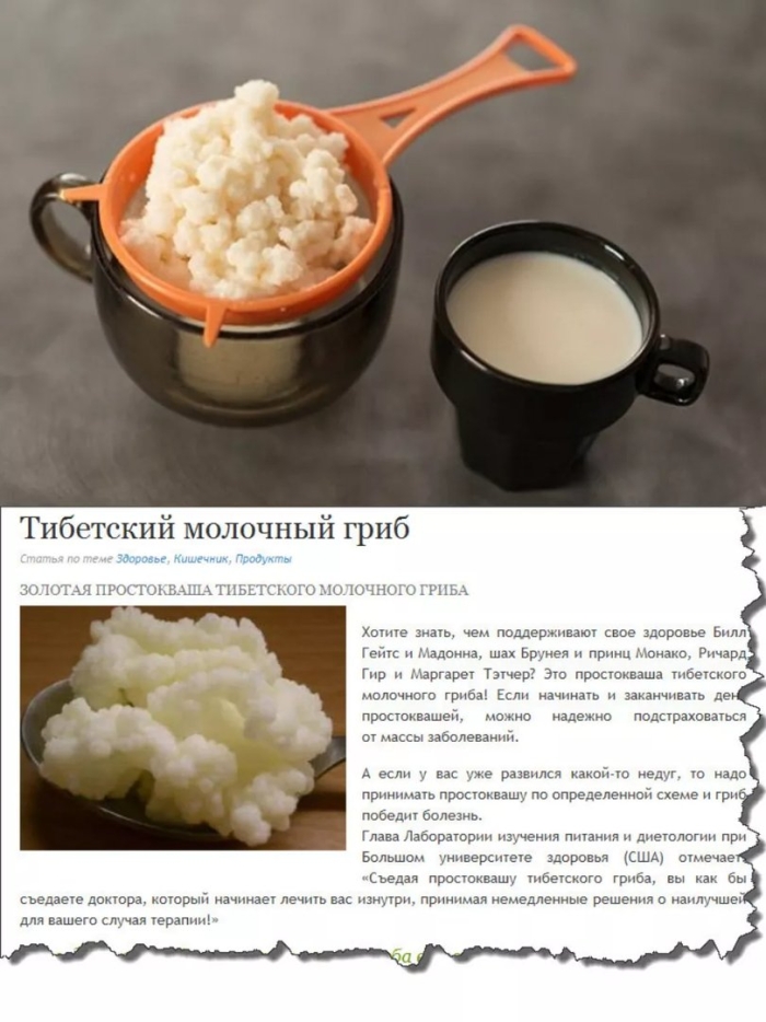 Тибетский молочный гриб кефирный