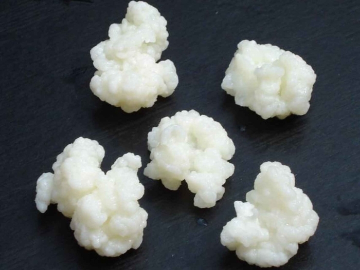 Живой кефирный тибетский гриб